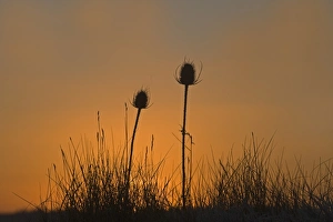 Teasels at dawn Snettisham RSPB Reserve Norfolk winter Teasels at dawn Snettisham RSPB Reserve Norfolk winter