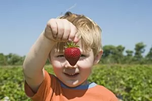 Images Dated 1st July 2008: Toddler with strawberry at fruit farm Kent (MODEL RELEASED)