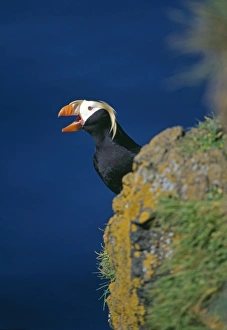 Tufted Puffin, Lunda cirrhata, on cliff top, St Paul Island, Pribilof Islands, Bering Sea Tufted Puffin, Lunda cirrhata, on cliff top, St Paul Island, Pribilof Islands, Bering Sea