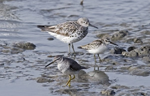 Sandpipers Gallery: Grey Tailed Tattler Collection