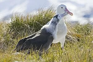 Images Dated 7th November 2006: Wandering Albatross Diomedea exulans adult about to regurgitate food to 10 month