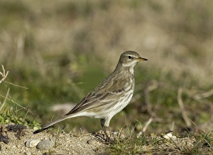 Water Pipit Anthus spinoletta Northerrn Greece January Water Pipit Anthus spinoletta Northerrn Greece January