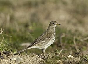 Images Dated 8th January 2005: Water Pipit Anthus spinoletta Northerrn Greece January