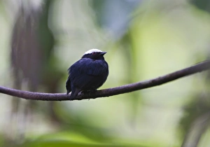 White-crowned Manakin Dixiphia pipra Amazon Peru White-crowned Manakin Dixiphia pipra Amazon Peru