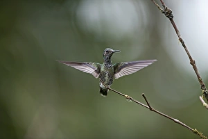 White-necked Jacobin Florisuga melivora female Costa Rica White-necked Jacobin Florisuga melivora female Costa Rica