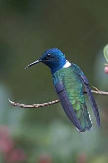 White-necked Jacobin Florisuga melivora male Costa Rica White-necked Jacobin Florisuga melivora male Costa Rica