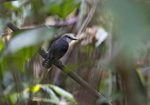White-throated Ant Bird Gymnopithys salvini Tambopata Peru White-throated Ant Bird Gymnopithys salvini Tambopata Peru