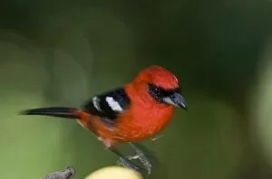 Cardinals And Grosbeaks Gallery: White Winged Tanager
