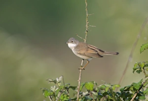 Whitethroat Sylvia communis male Norfolk spring Whitethroat Sylvia communis male Norfolk spring