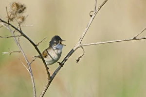 Whitethroat Sylvia communis in song Norfolk spring Whitethroat Sylvia communis in song Norfolk spring