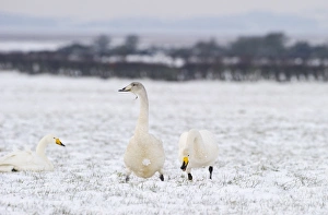 Whooper Swans Cygnus cygnus Solway Dumfries Scotland winter Whooper Swans Cygnus cygnus Solway Dumfries Scotland winter