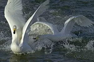 Whooper Swans squabbling adults Cygnus cygnus Caerlaverock Scotland November