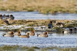 Images Dated 30th January 2010: Wigeon Anas penelope Holkham Norfolk January