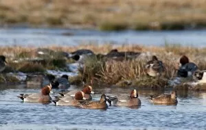 Images Dated 30th January 2010: Wigeon Anas penelope Holkham Norfolk winter
