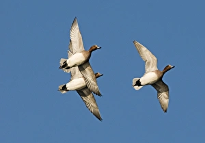 Wigeon Anas penelope males Buckenham Marshes Norfolk winter Wigeon Anas penelope males Buckenham Marshes Norfolk winter