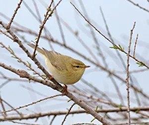 Willow Warbler Phylloscopus trochilus spring migrant UK April Willow Warbler Phylloscopus trochilus spring migrant UK April