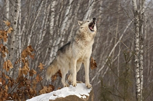 Wolf Canis lupus howling Minnesota N America winter Wolf Canis lupus howling Minnesota N America winter