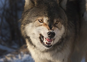 Wolf Canis lupus snarling Minnesota N America winter Wolf Canis lupus snarling Minnesota N America winter