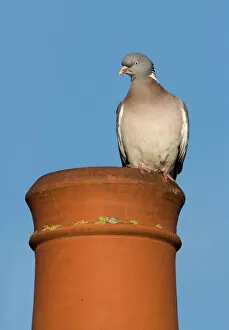 Wood Pigeon Columba palumbus on chimney pot in town Holt Norfolk UK