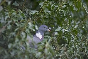 Images Dated 7th February 2011: Wood Pigeon Columba palumbus Norfolk winter