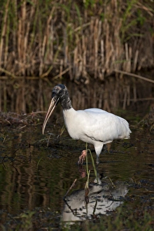 Wood Stork Mycteria americana Florida Everglades USA Wood Stork Mycteria americana Florida Everglades USA