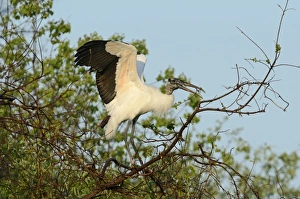 Wood Stork Mycteria americana Florida USA spring Wood Stork Mycteria americana Florida USA spring