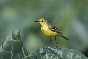 Images Dated 30th June 2009: Yellow Wagtail Motacilla flava male in cabbage field Lincolnshire July