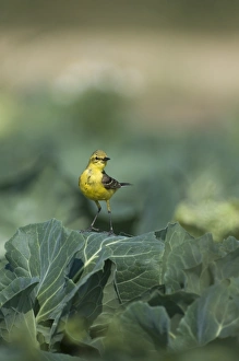 Images Dated 30th June 2009: Yellow Wagtail Motacilla flava male in cabbage field Lincolnshire July