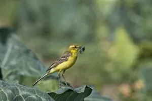 Images Dated 30th June 2009: Yellow Wagtail Motacilla flava male with food for young in nest under cabbage leaf
