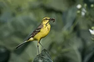 Images Dated 30th June 2009: Yellow Wagtail Motacilla flava male with food for young in nest under cabbage leaf