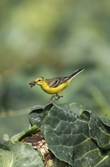 Images Dated 30th June 2009: Yellow Wagtail Motacilla flava male with food for young in nest under cabbage leaf