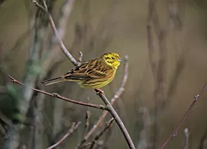 Bunting And American Sparrows Gallery: Yellowhammer Collection
