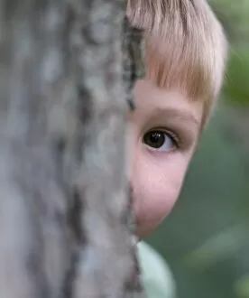 Young boy peeping around tree in woodland Norfolk August