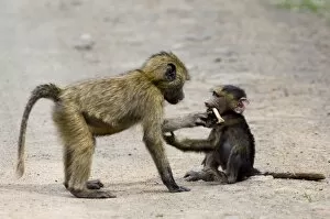 Images Dated 21st July 2005: young Olive Baboons playing Kenya