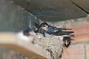 Barn Swallow Gallery: Young Swallows Hirundo rustica about to fledge Norfolk July