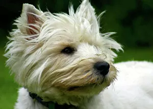 Images Dated 29th August 2004: West Highland Terrier