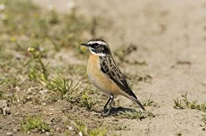 Whinchat Gallery: 01480-00102-229
