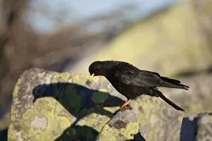 Crows And Jays Gallery: Alpine Chough Collection