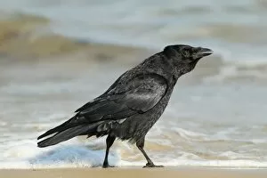 Crows And Jays Gallery: Carrion Crow Collection