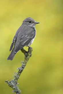 : UK Garden Birds