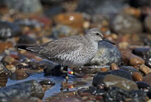 Red Knot Gallery: 02870-00246-250