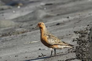 Red Knot Gallery: 02870-00259-036
