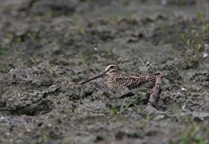 Sandpipers Gallery: Pin Tailed Snipe Collection