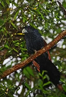 Cuckoos Gallery: Green Billed Coucal
