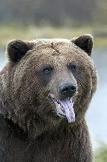 : Bears
