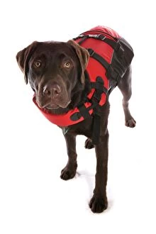Life Jackets Gallery: 10322-03877-831