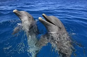 Whales and Dophins Gallery: 10358-00525-249