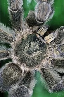 Spiders Gallery: Antilles Pinktoe Tarantula