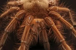 Spiders Gallery: 