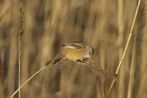Babblers Collection: Bearded Tit (Panurus biarmicus) adult female, feeding on reed seeds, Cley Marshes Reserve